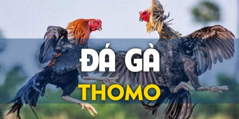 Khám Phá Chi Tiết Về Đá Gà Thomo – Đẳng Cấp Số 1 Hiện Nay