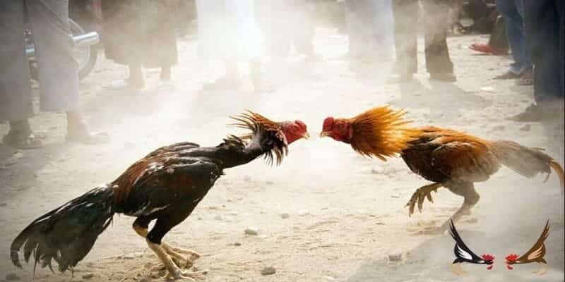 two roosters fighting in the dirt